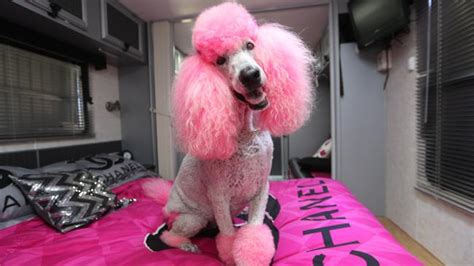 coco chanel pink poodle|Her name may be Coco Chanel but this pink.